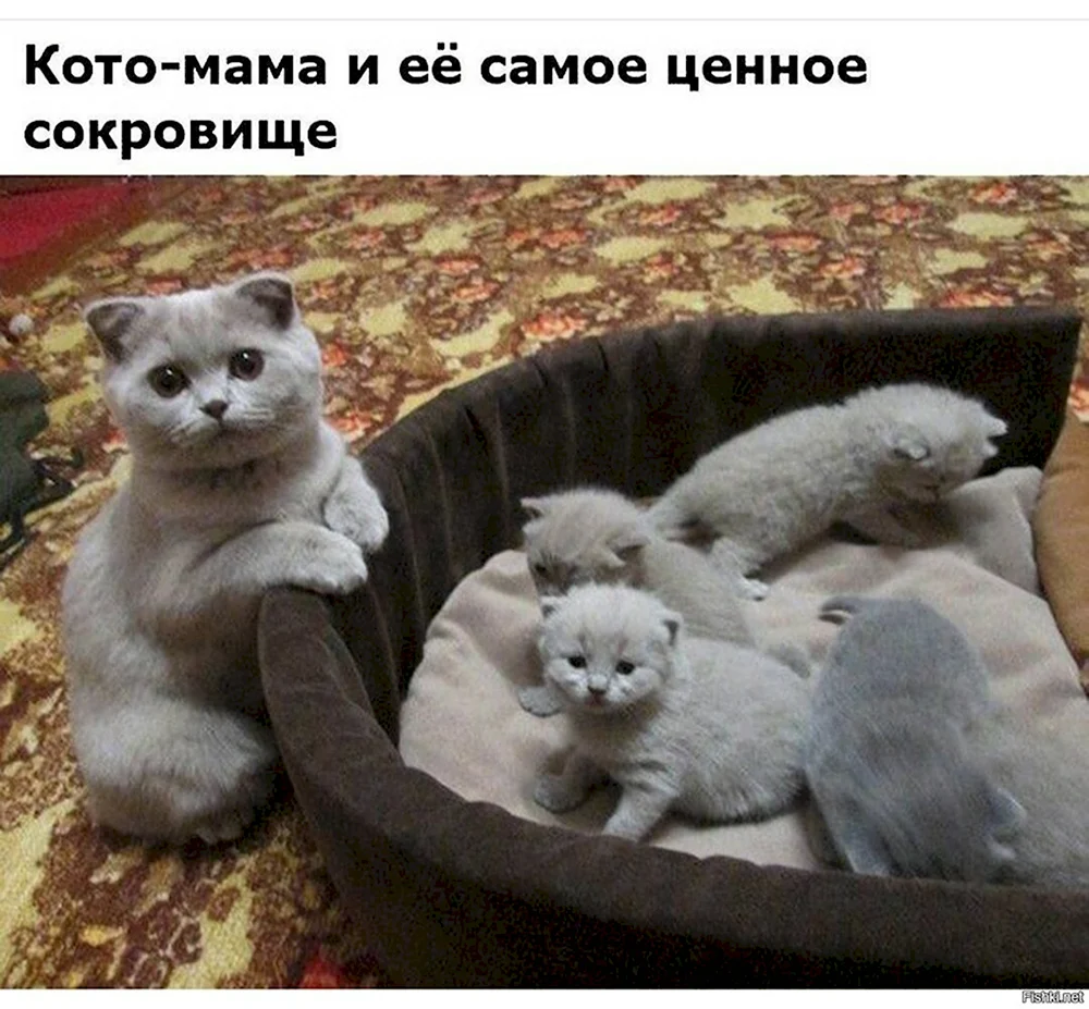 Британские котята с мамой