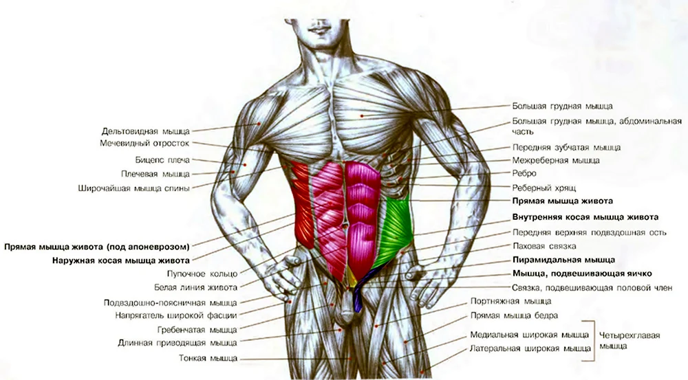 Брюшной пресс мышцы анатомия