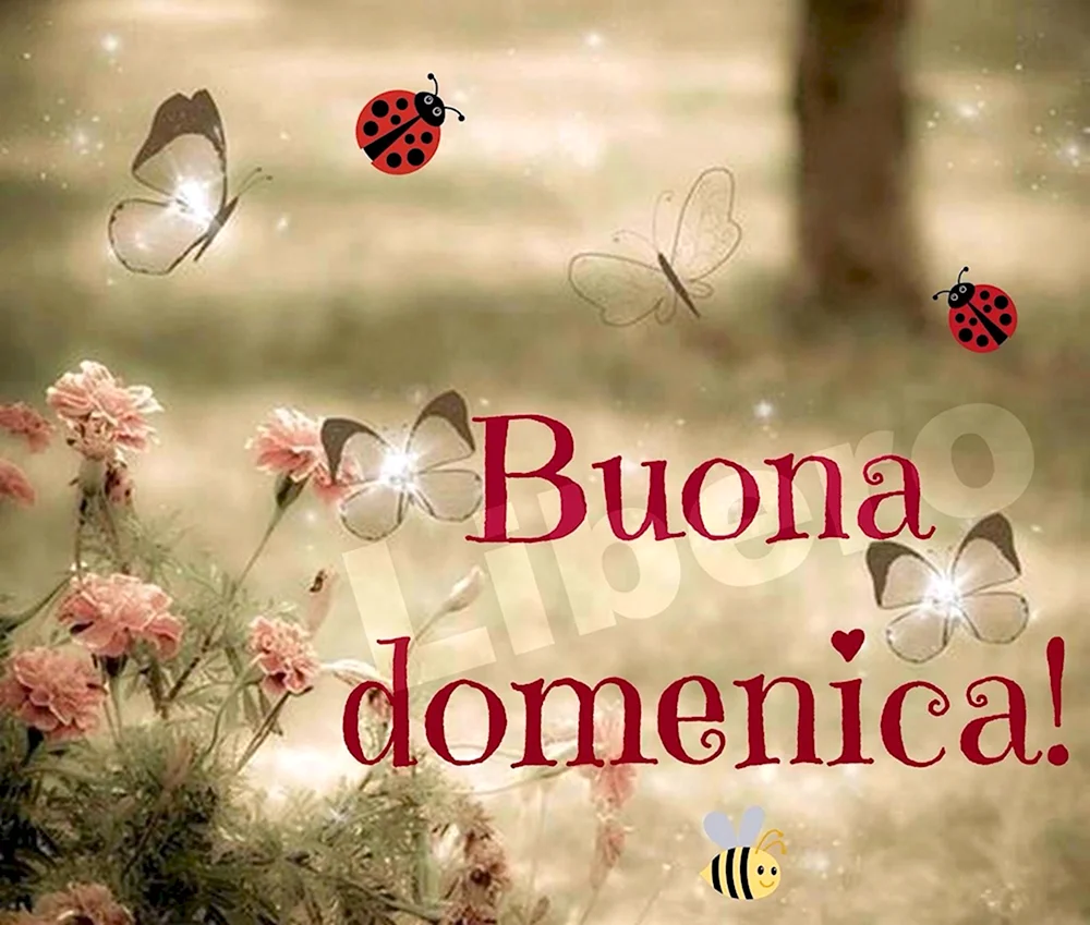 Buona domenica картинки