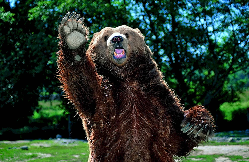 Бурый медведь машет лапой