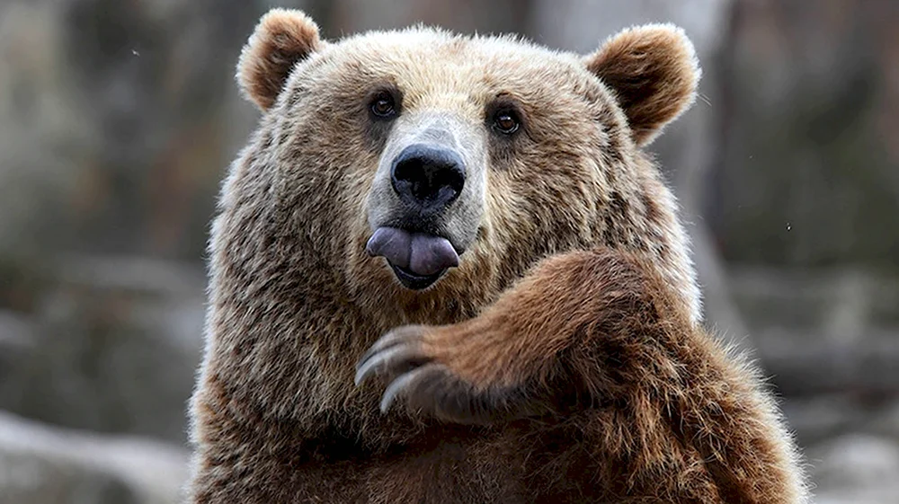 Бурый медведь смешной