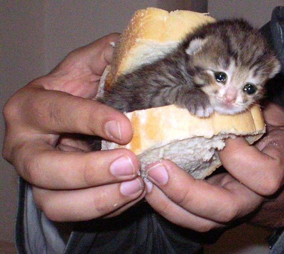 Бутерброд с котенком