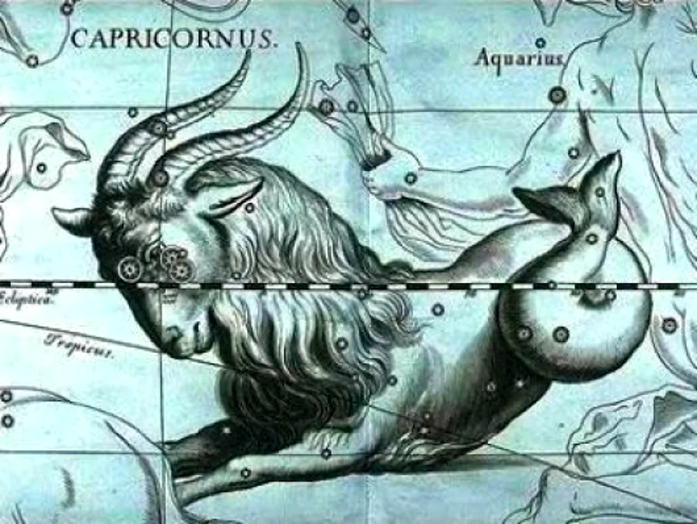 Capricornus гевелий