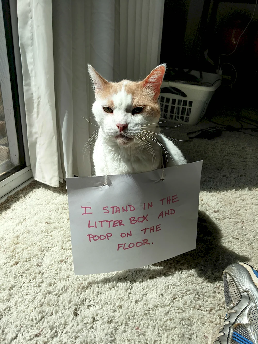 Cat shaming