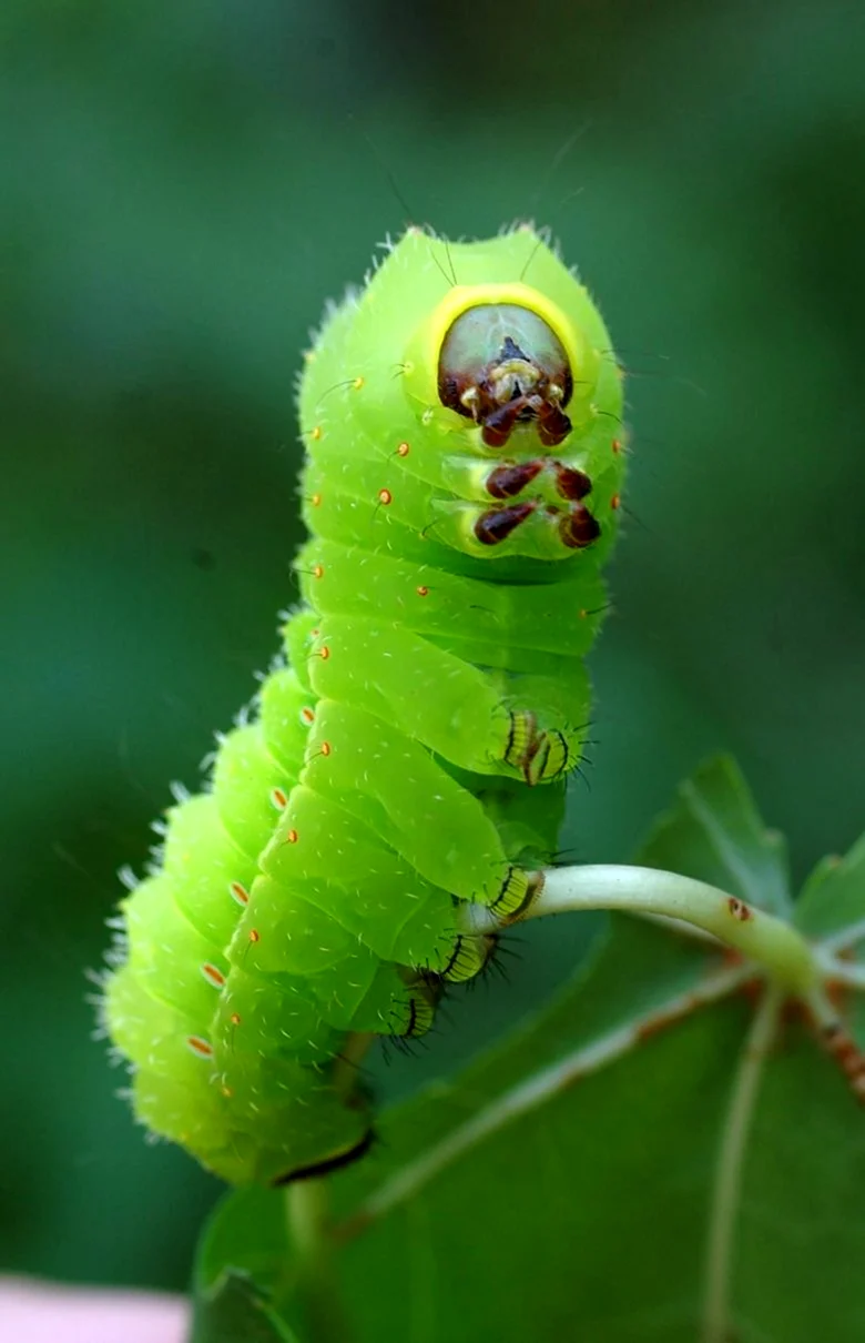 Caterpillar гусеница Caterpillar гусеница
