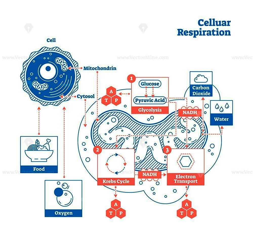 Cellular respiration scheme