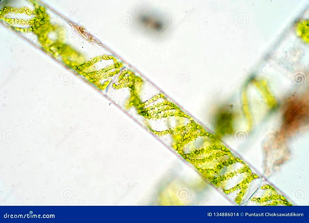 Charophyta под микроскопом