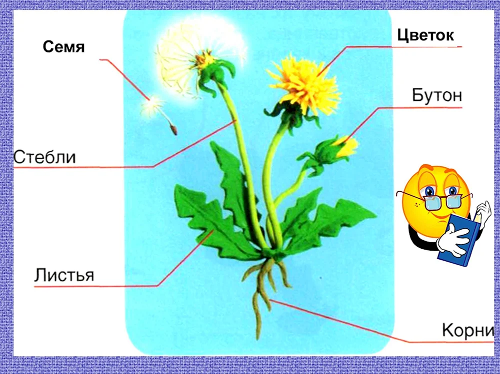 Части цветка для дошкольников