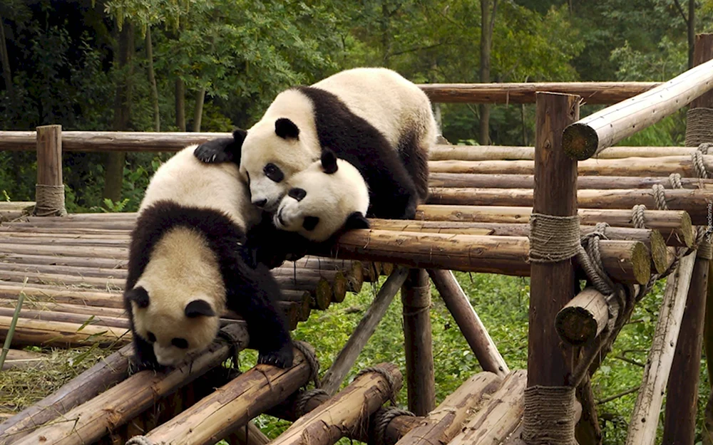 Чэнду Китай панды