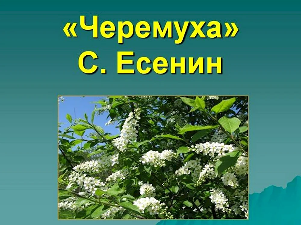 Есенин черёмуха душистая.