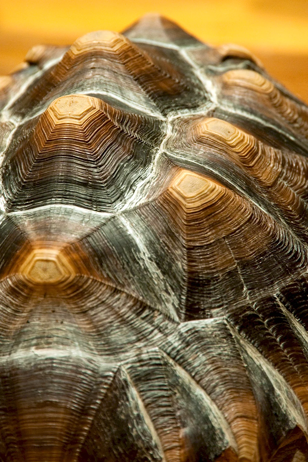 Черепаха панцирь коропакс