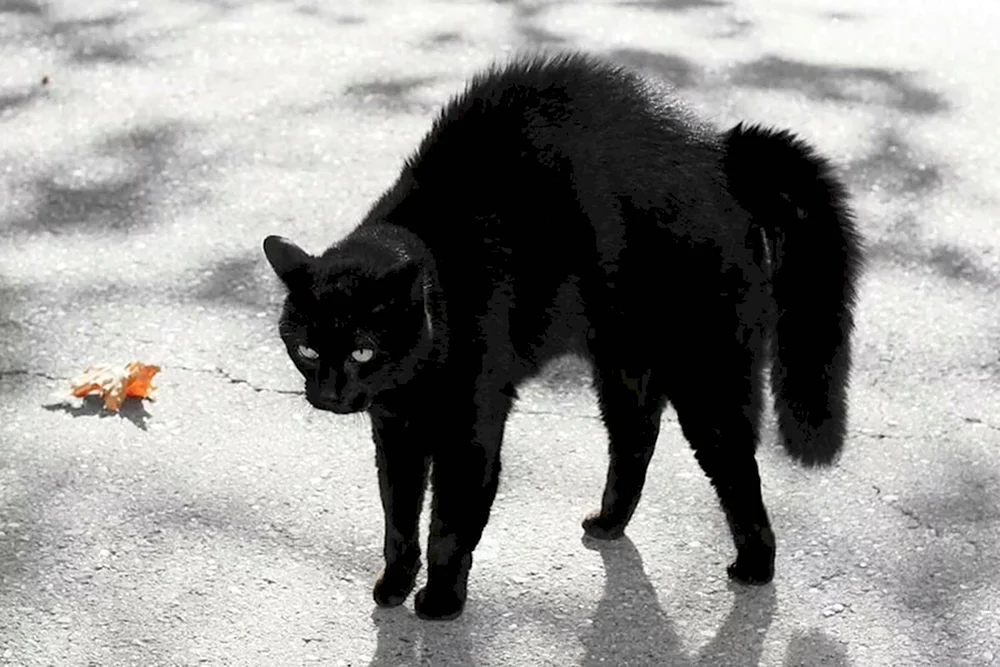 Чёрная кошка перебежала дорогу