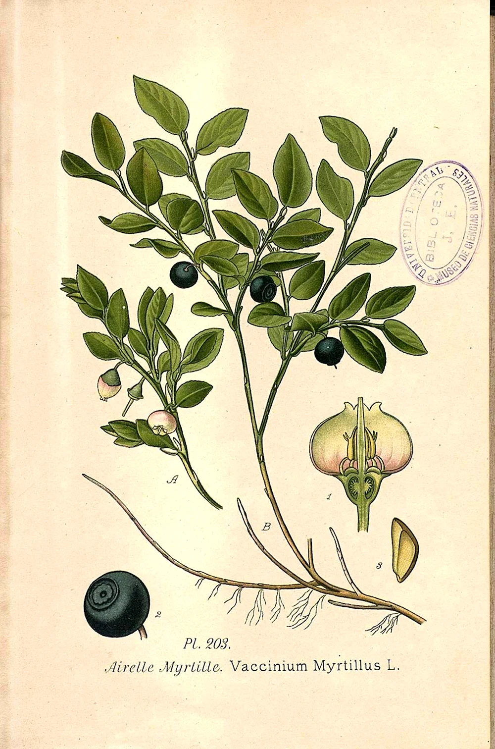 Черника обыкновенная Vaccinium myrtillus l.