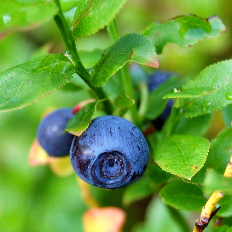 Черника Vaccinium myrtillus