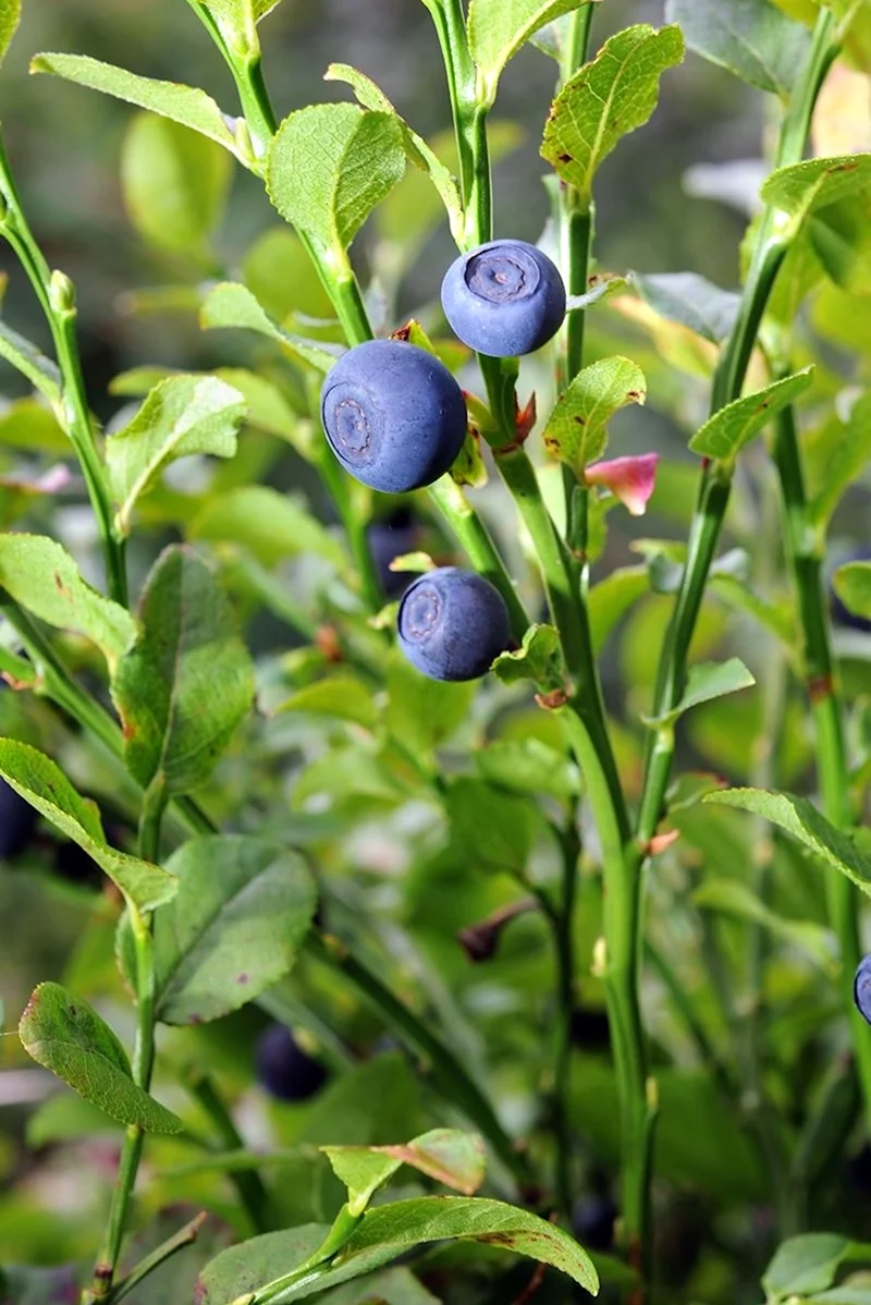 Черника Vaccinium myrtillus