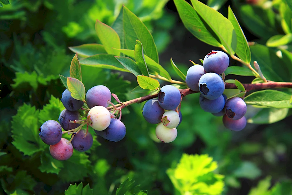 Черника Vaccinium myrtillus