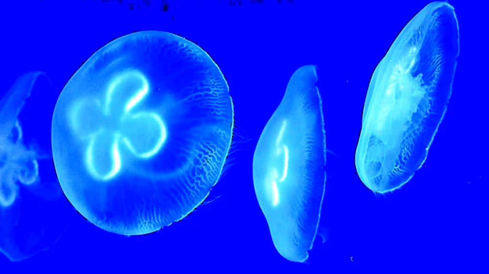 Черноморская медуза Аурелия