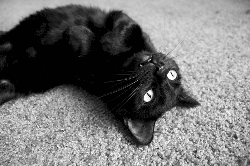 Чёрный котик