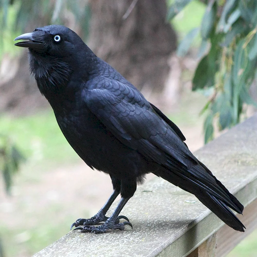 Черный ворон Corvus Corax