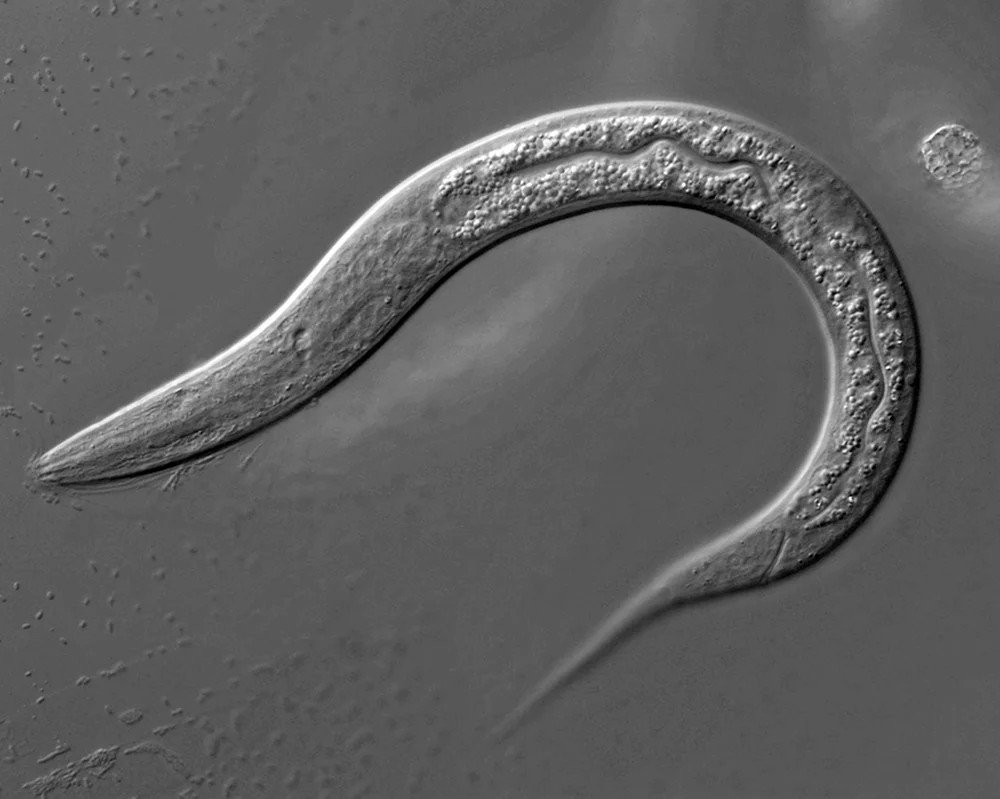 Черви Caenorhabditis elegans