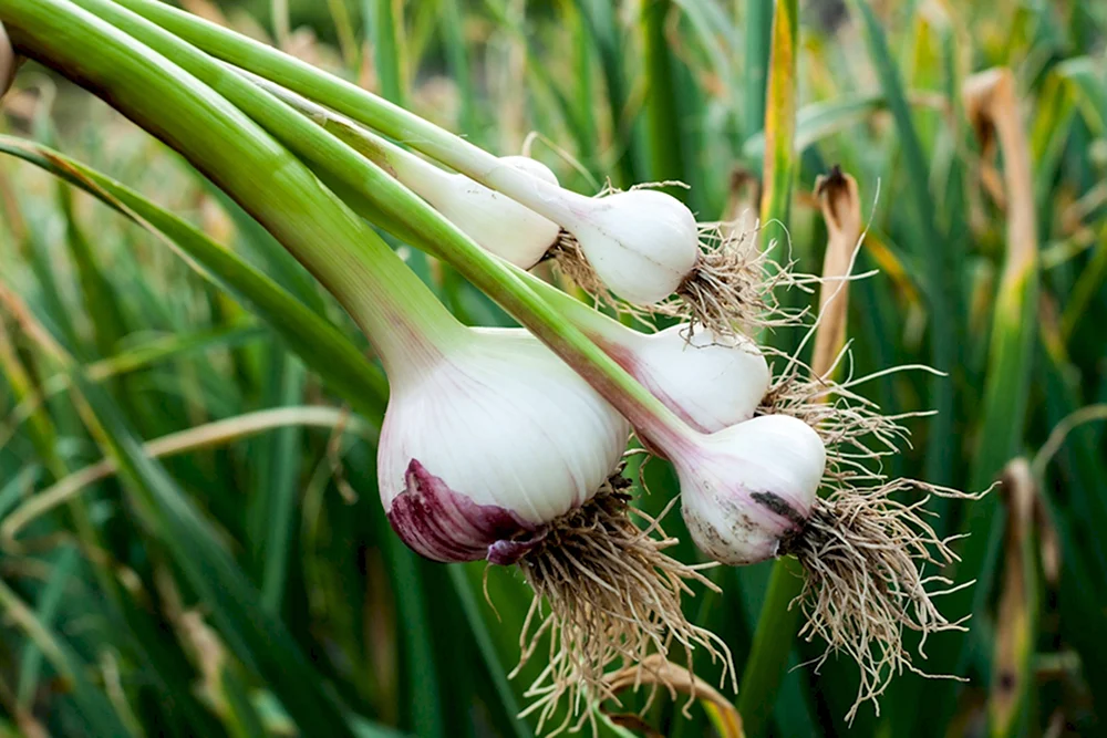 Чеснок Allium sativum