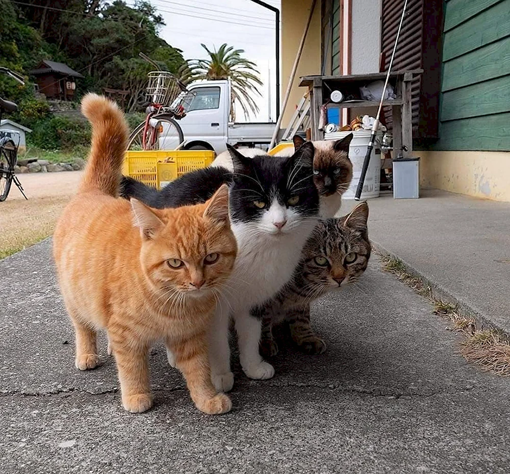 Четыре кота