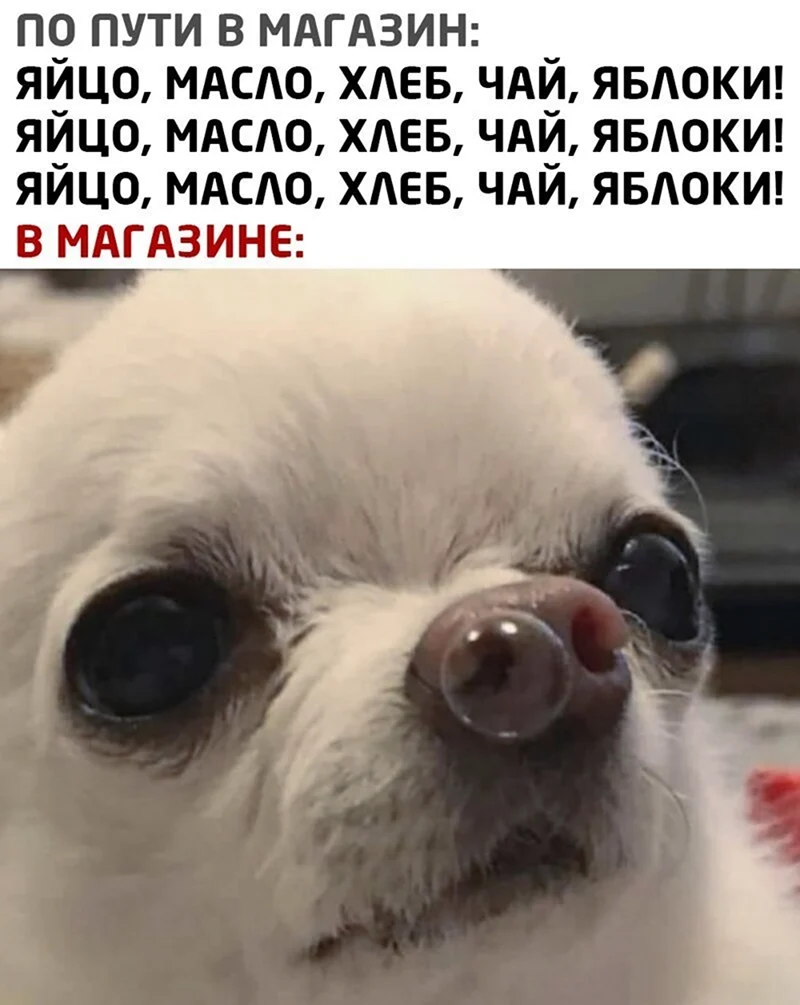 Чихуахуа мемы