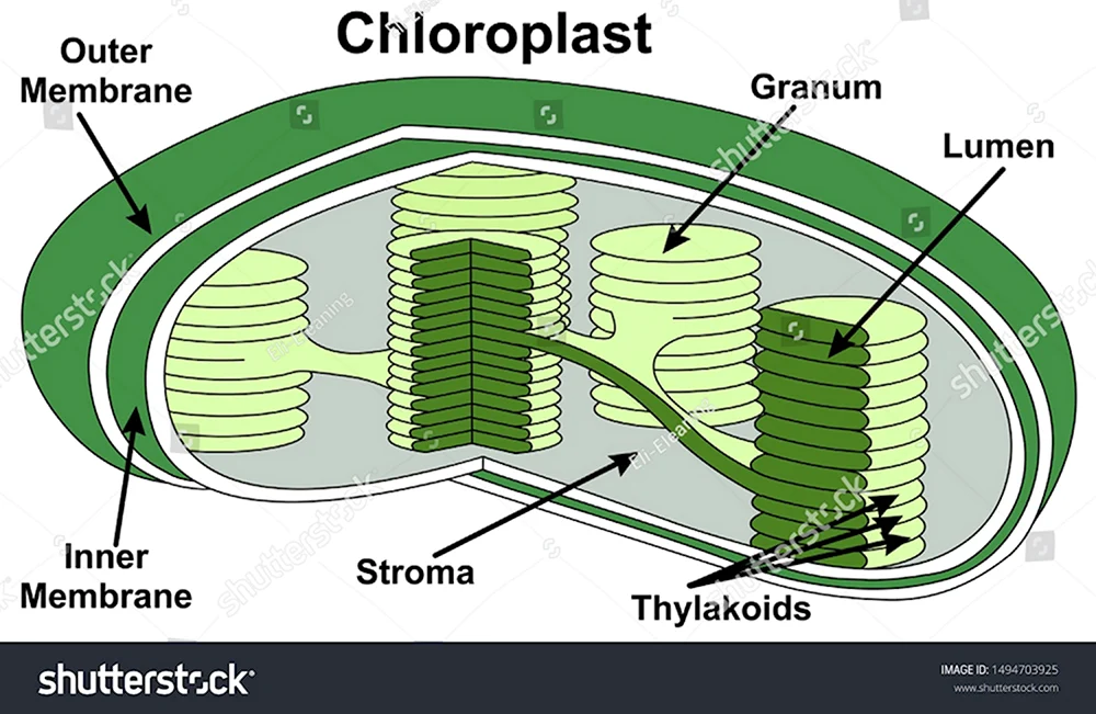 Chloroplast Parts