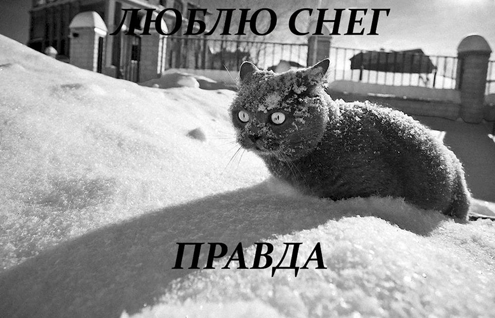 Cocaine so much cocaine кот