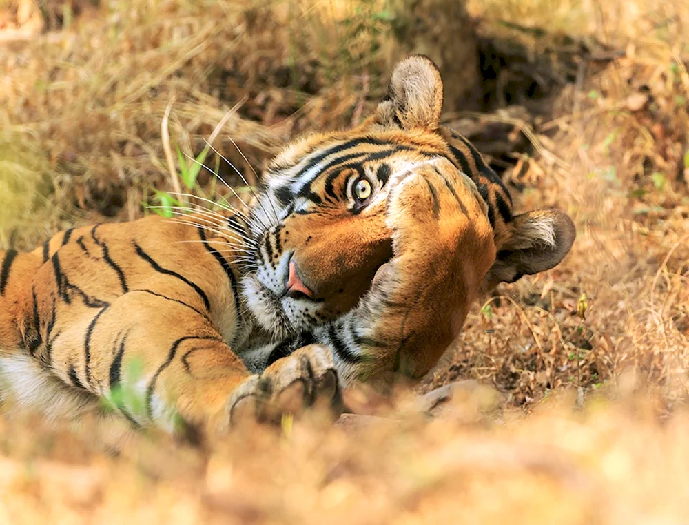 Comedy Wildlife Photography Awards 2020