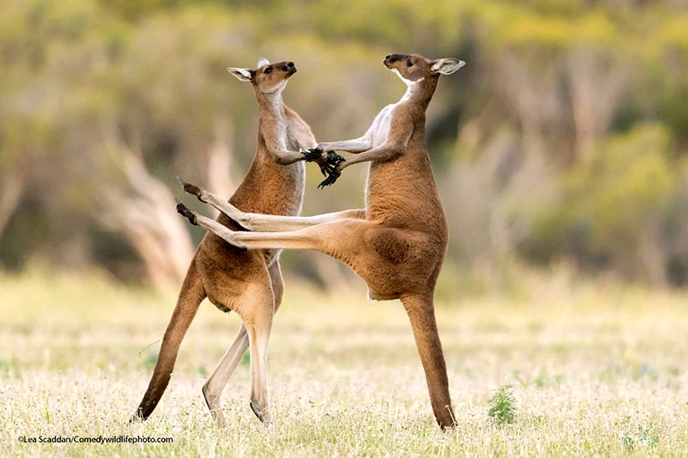 Comedy Wildlife Photography Awards 2021