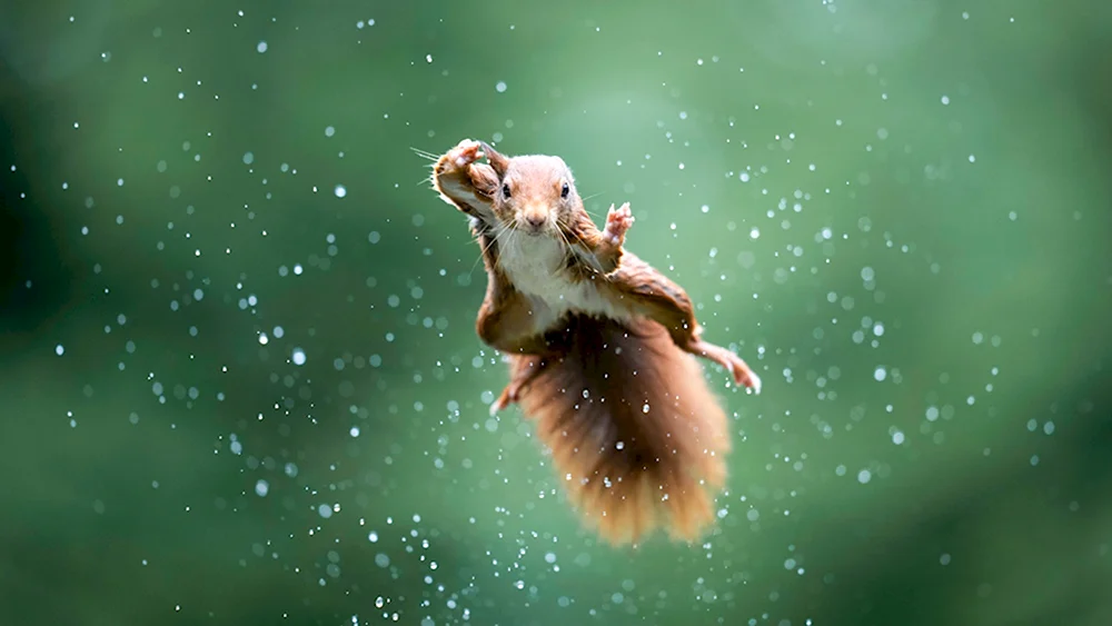 Comedy Wildlife Photography Awards 2022