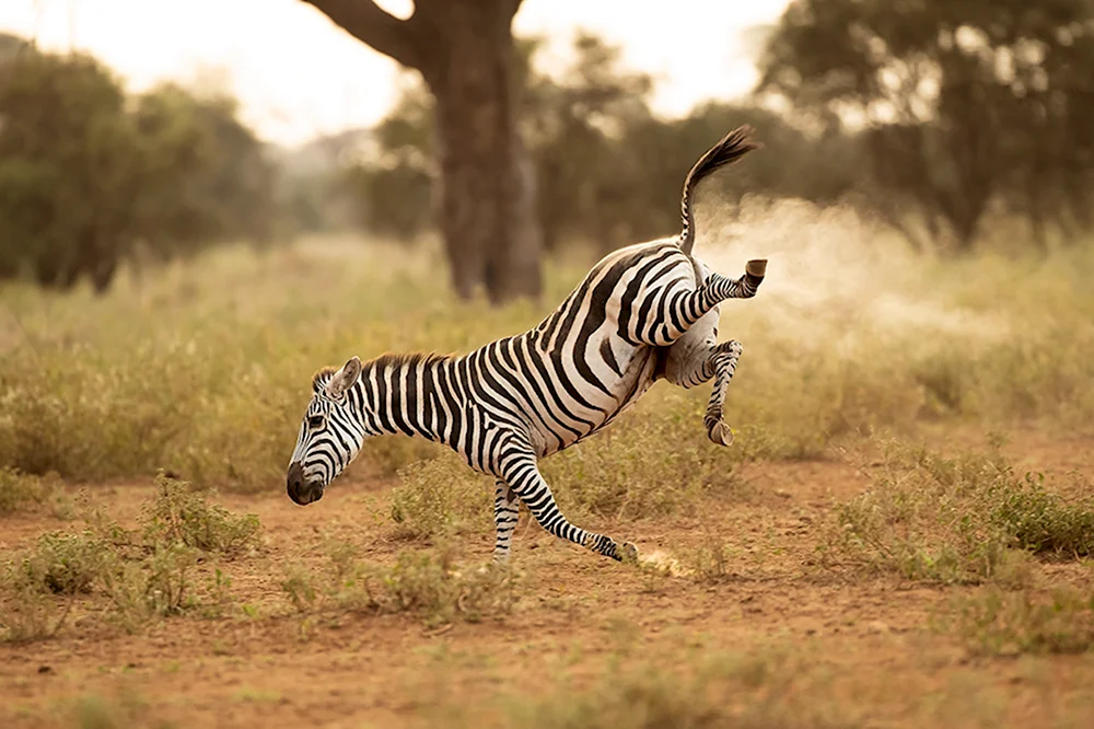 Comedy Wildlife Photography Awards 2022 Зебра