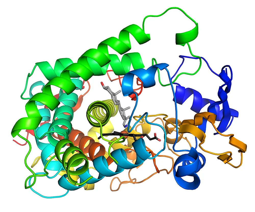 Cytochrome p450 Enzymes
