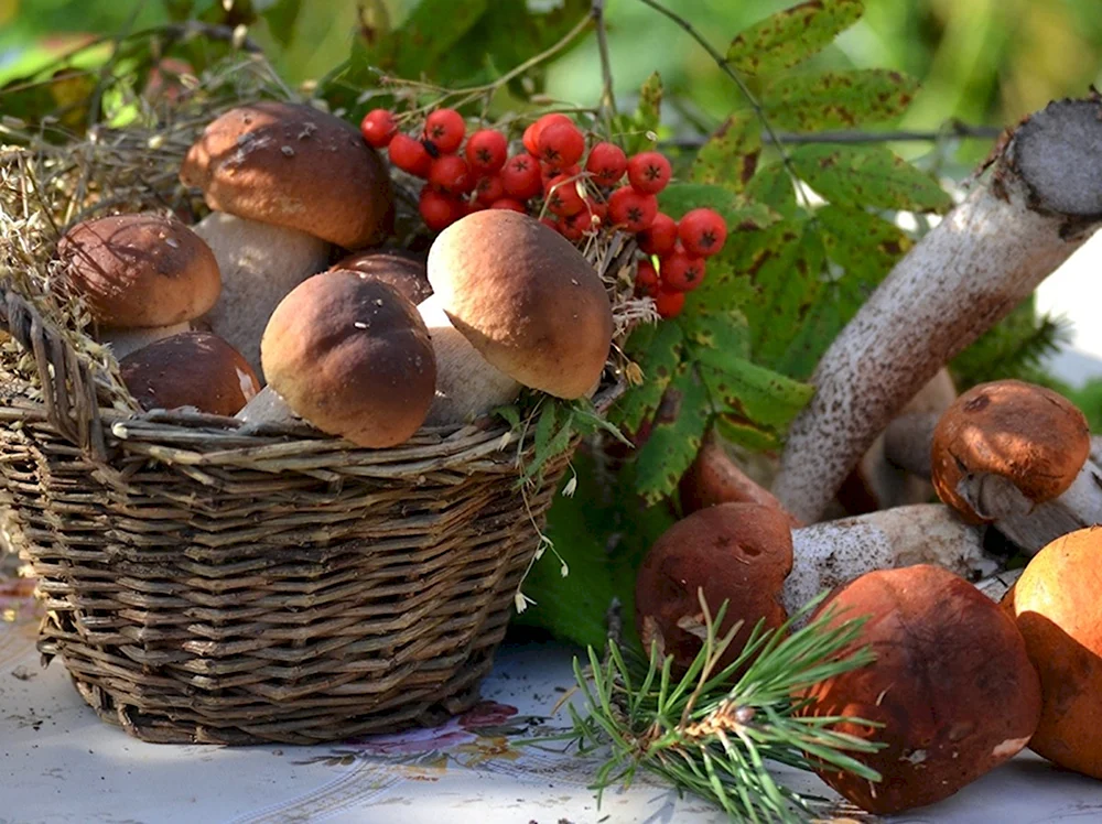 Дары осени грибы ягоды