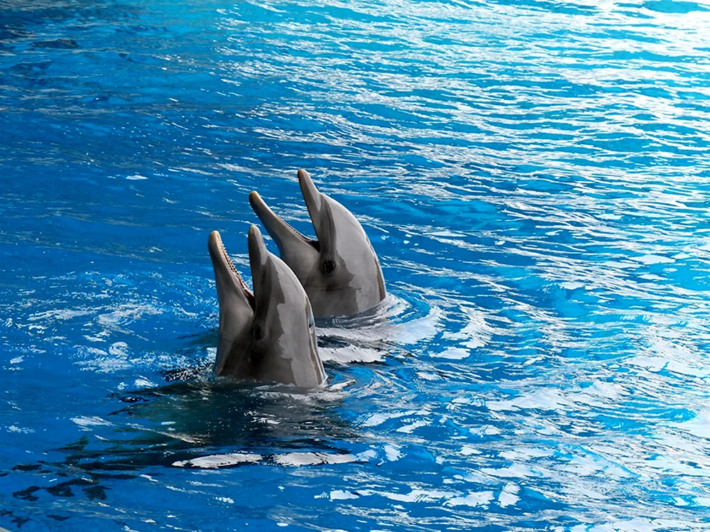 Дельфин июнь