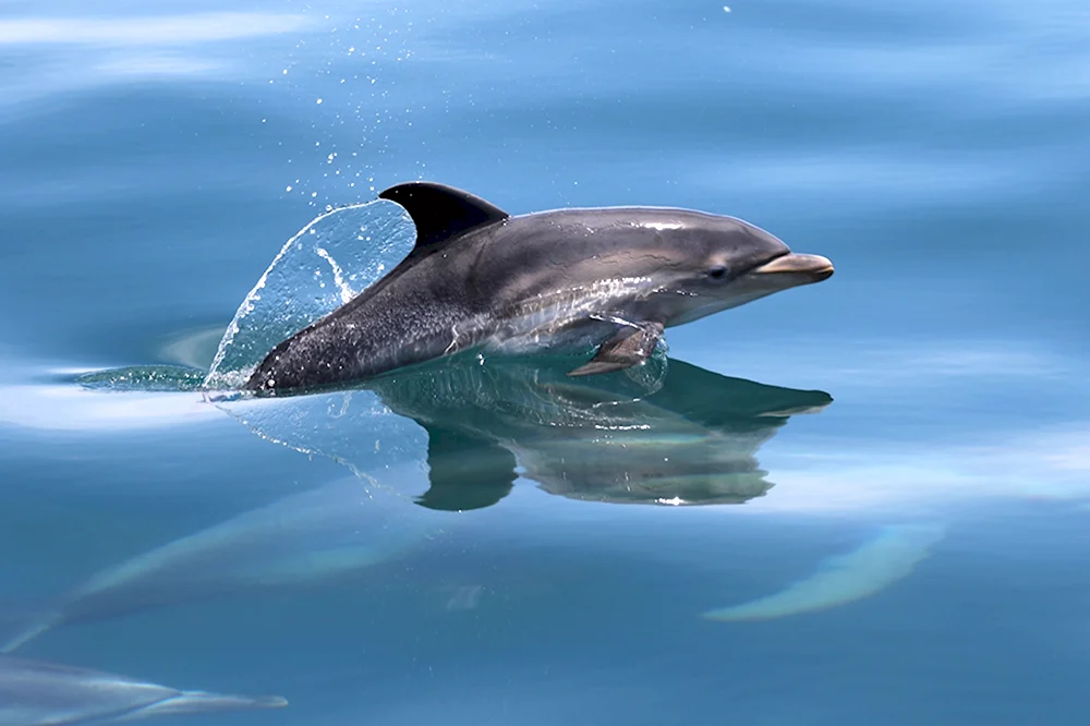 Дельфинята Черноморской афалины