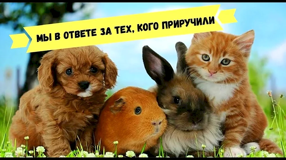 День домашних животных 11 апреля