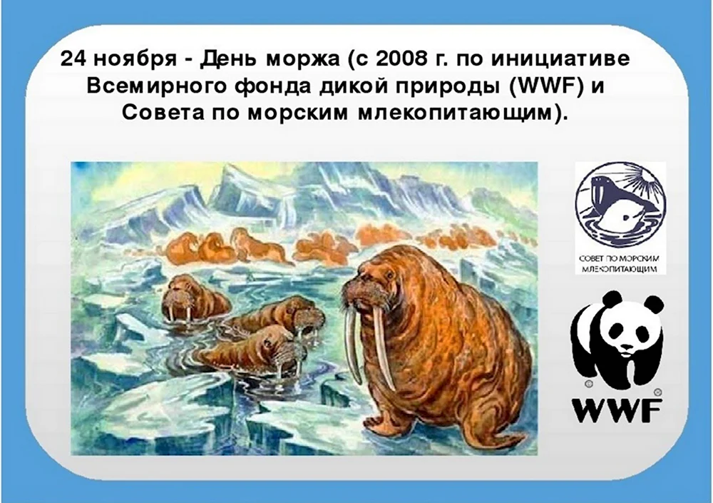 День моржа