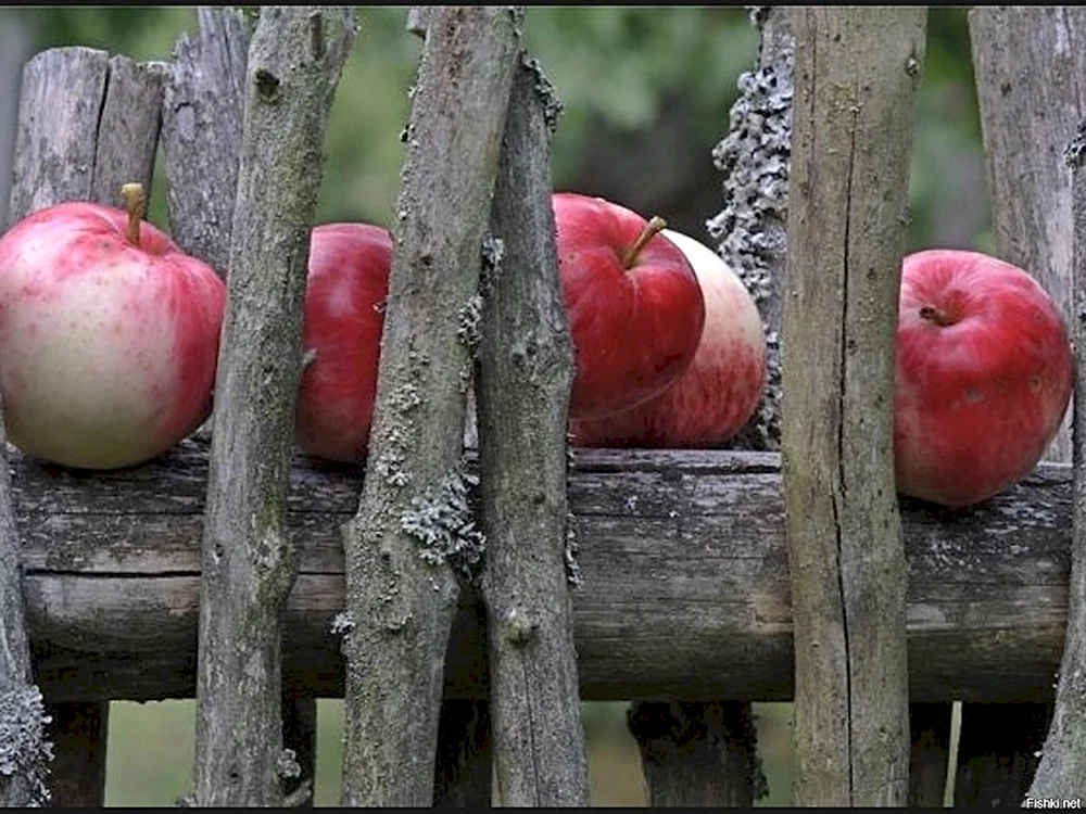 Деревенский яблочный сад