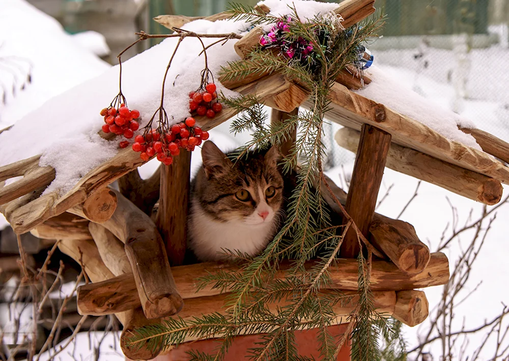 Деревенский кот зима