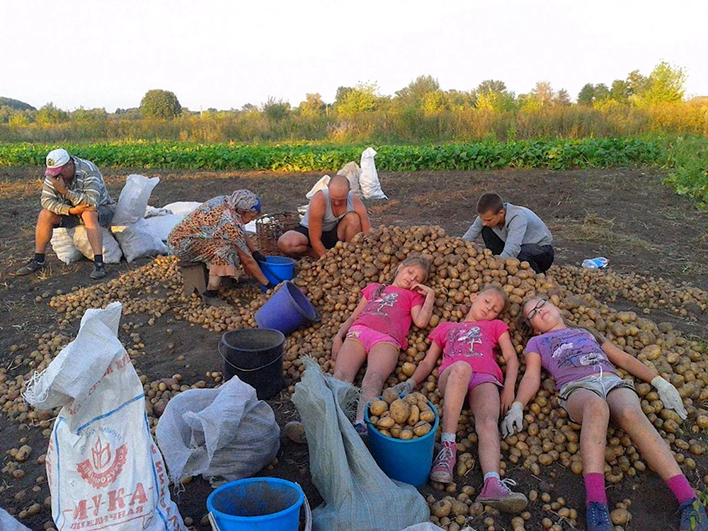 Дети копают картошку