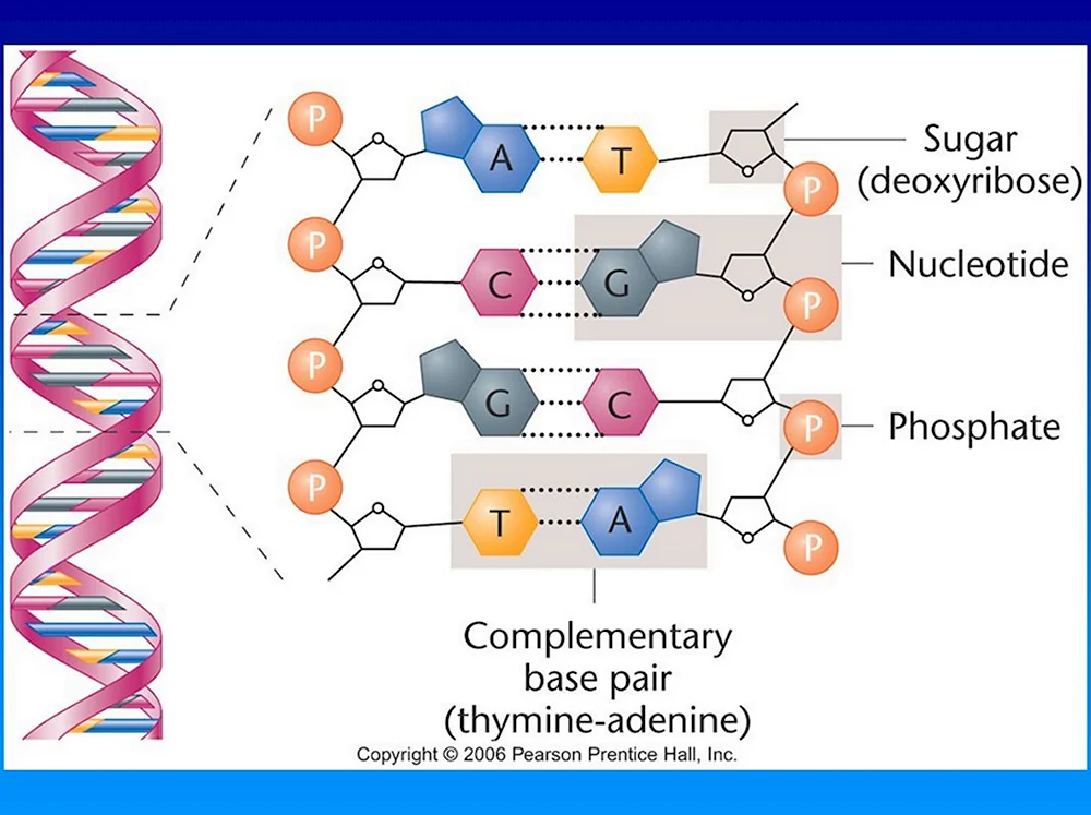 DNA consists of