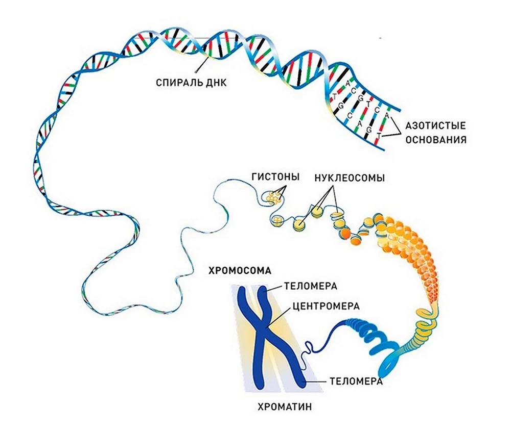 ДНК хромосомы гены схема