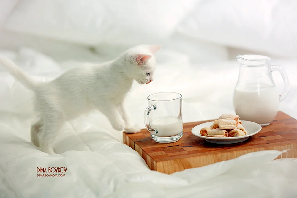 Доброе утро белая кошка