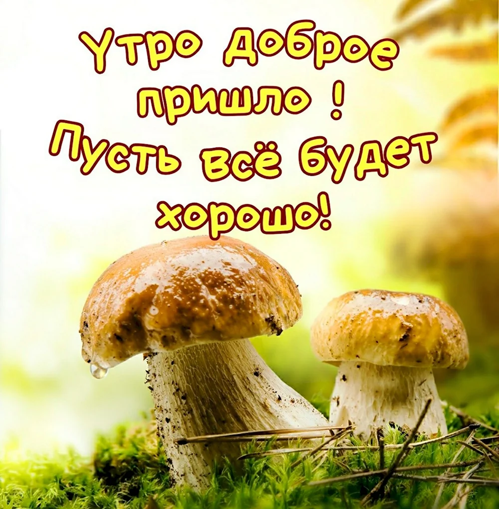 Доброе утро грибы