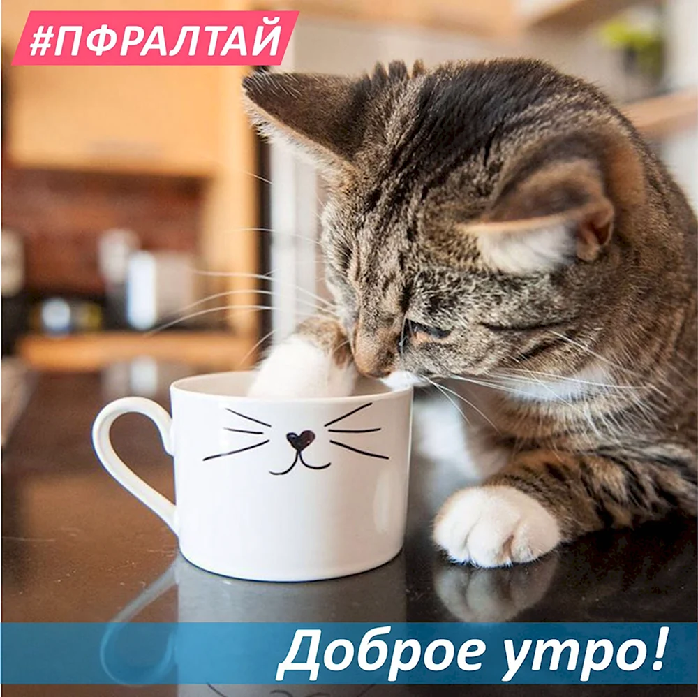 Доброе утро котик