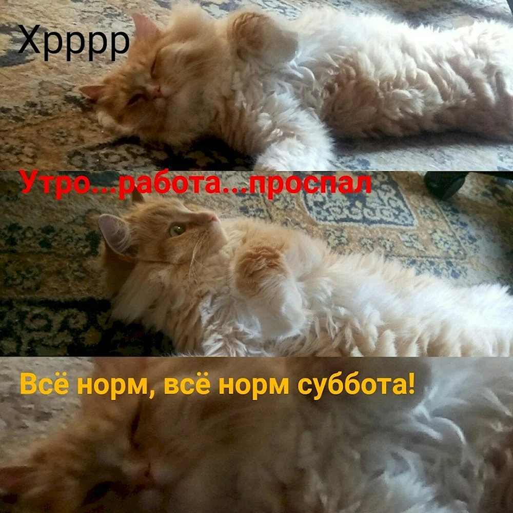 Доброе утро субботы прикольные смешные