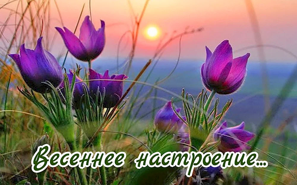 Доброго весеннего вечера природа