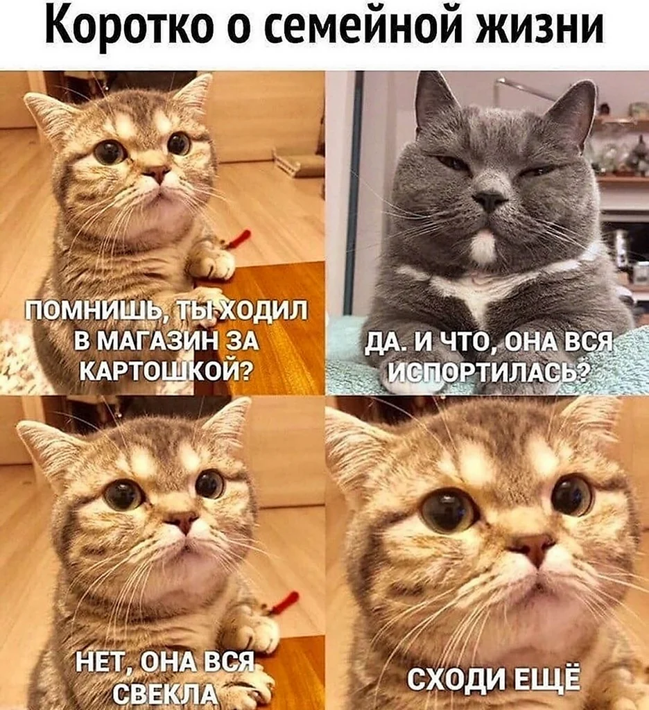 Добрые мемы с котами